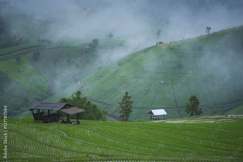 Terraced Rice Field with mist, Pa Pong Pieng , Mae Chaem, Chiang Mai, Thailand