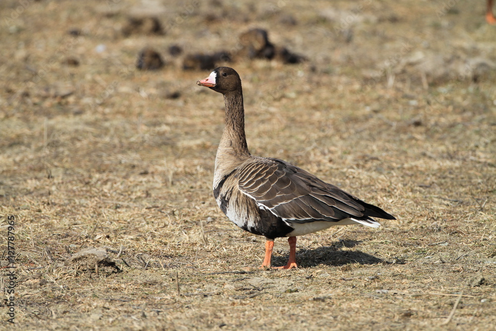 Greater white-fronted goose Greater white-fronted goose