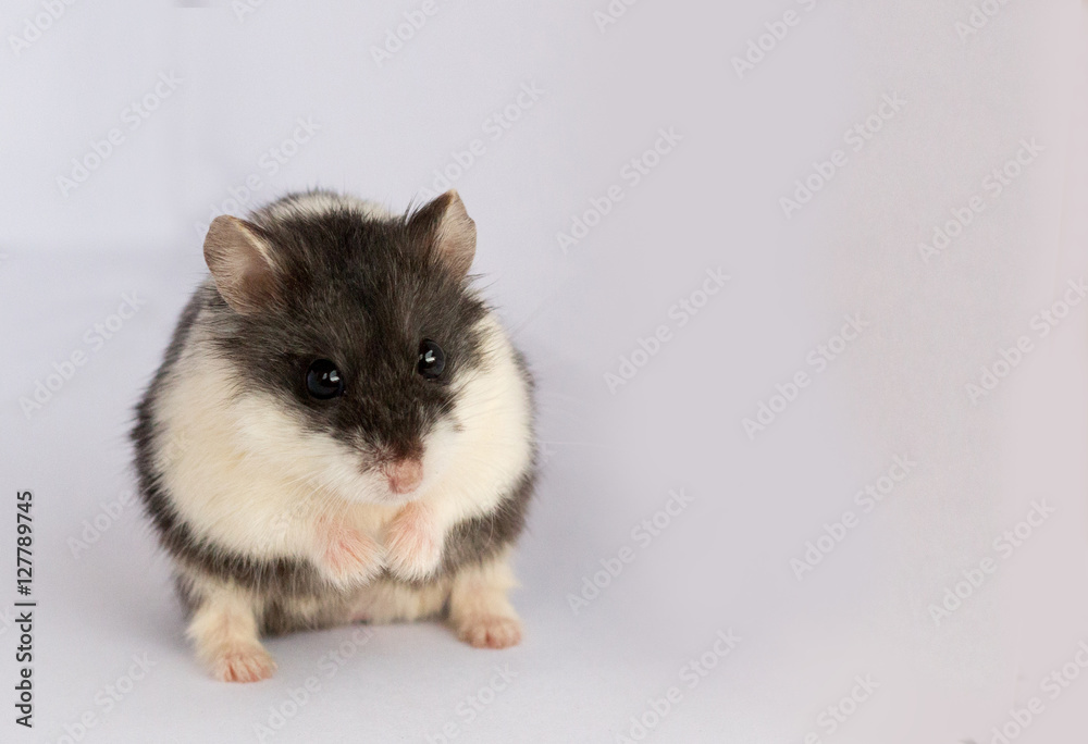 LIttle and Funny Hamster on white background LIttle and Funny Hamster on white background