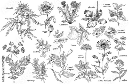 Vector set of medicinal plants.