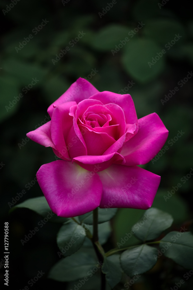 Beautiful pink rose on dark green background Beautiful pink rose on dark green background