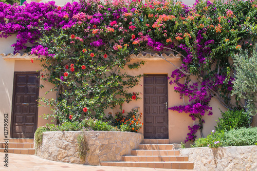 Bougainvillea Mallorca photo