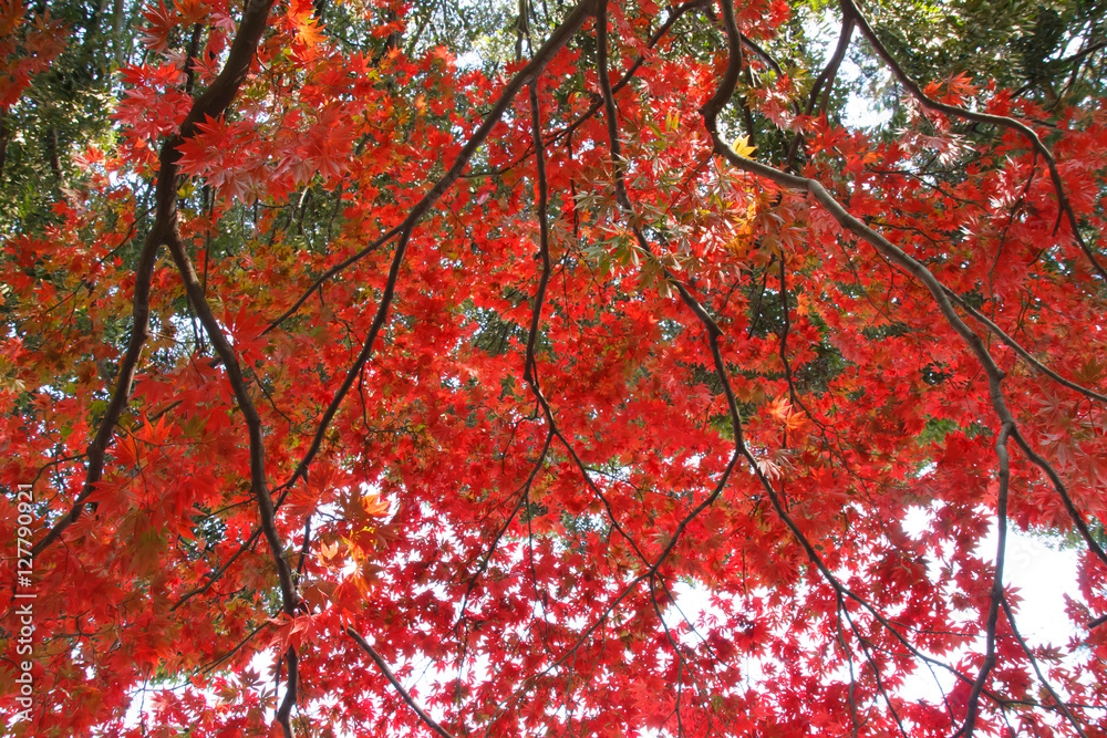 A red maple that covers the sky A red maple that covers the sky