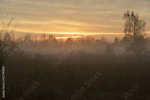 Morgens am Waldrand