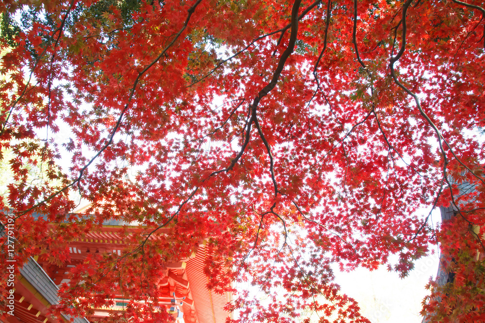 Roof of autumn leaves maple and shrine Roof of autumn leaves maple and shrine