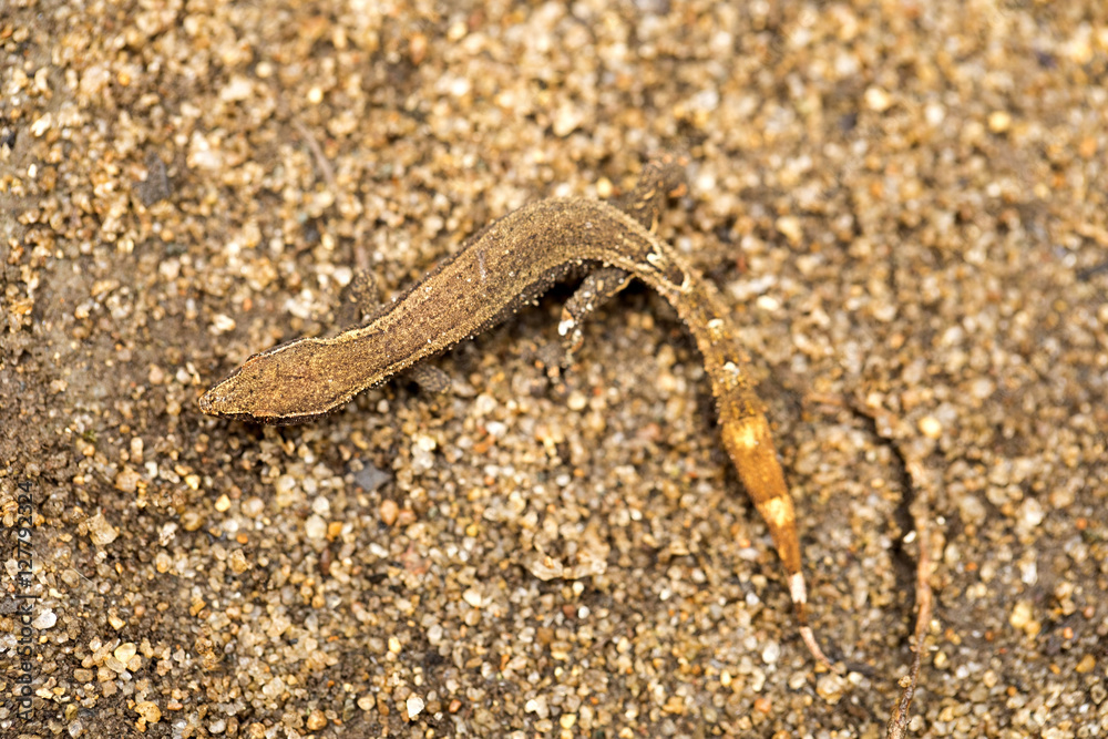 undetermined gecko, Masoala National Park, Madagascar undetermined gecko, Masoala National Park, Madagascar