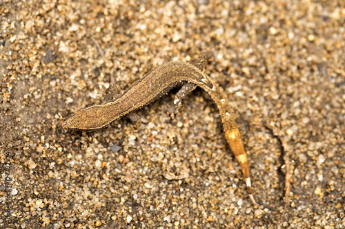 undetermined gecko, Masoala National Park, Madagascar © vladislav333222