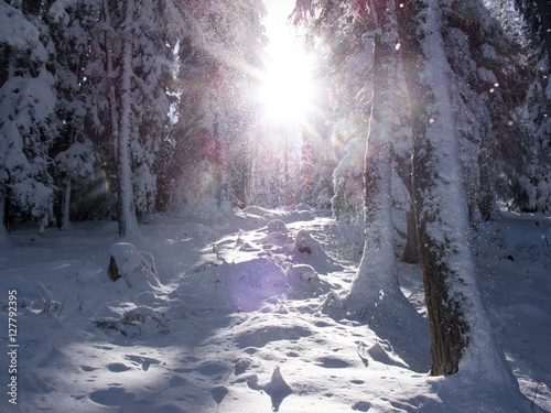 Winterwald mit Sonne