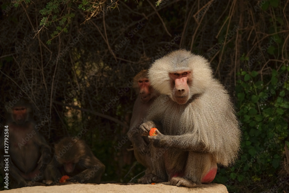 Fototapeta premium Baboon