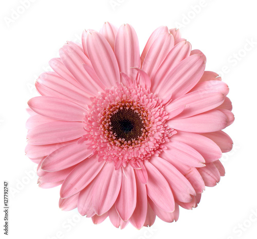 pink gerbera flower on white background