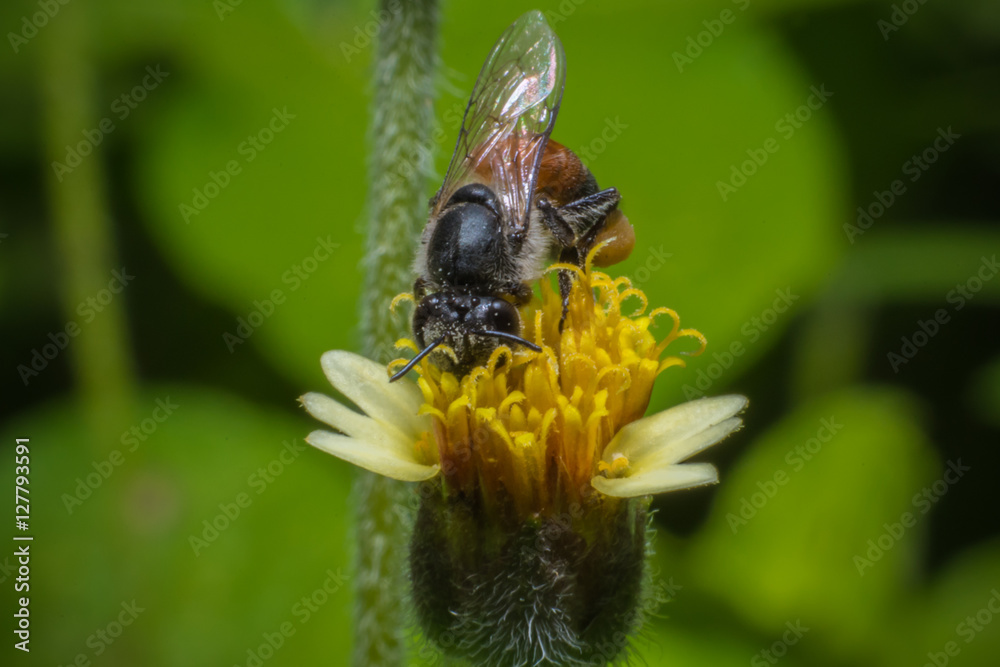 Honey Bees Pollinating Clover on yellow flower Macro vie Honey Bees Pollinating Clover on yellow flower Macro vie