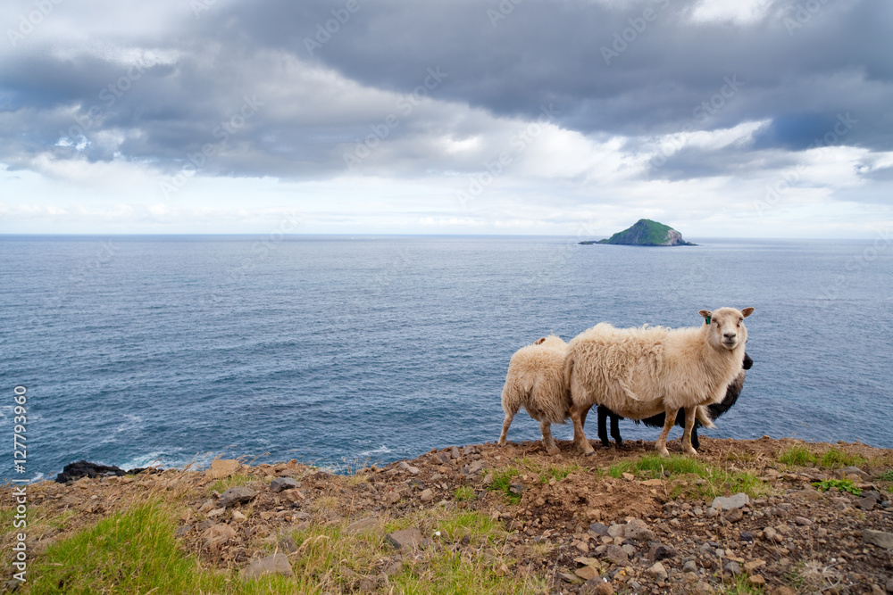 Pecore al pascolo con paesaggio in islanda