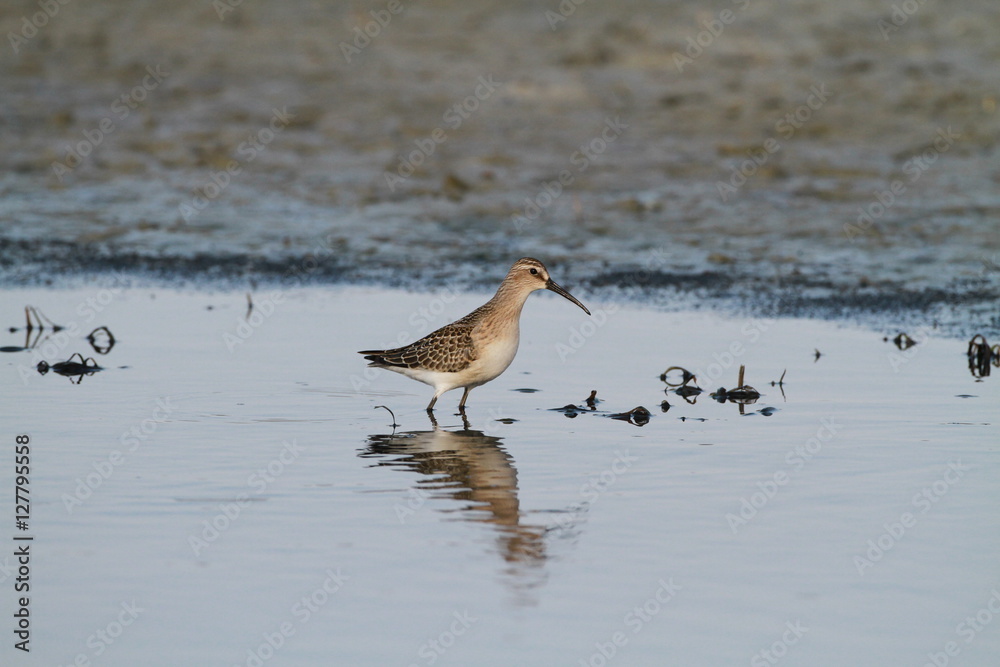 The curlew sandpiper The curlew sandpiper