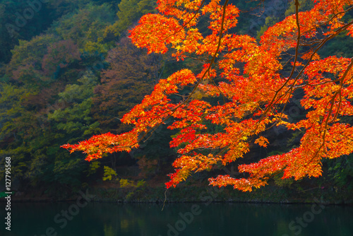 Momiji tree in autumn, Japan photo