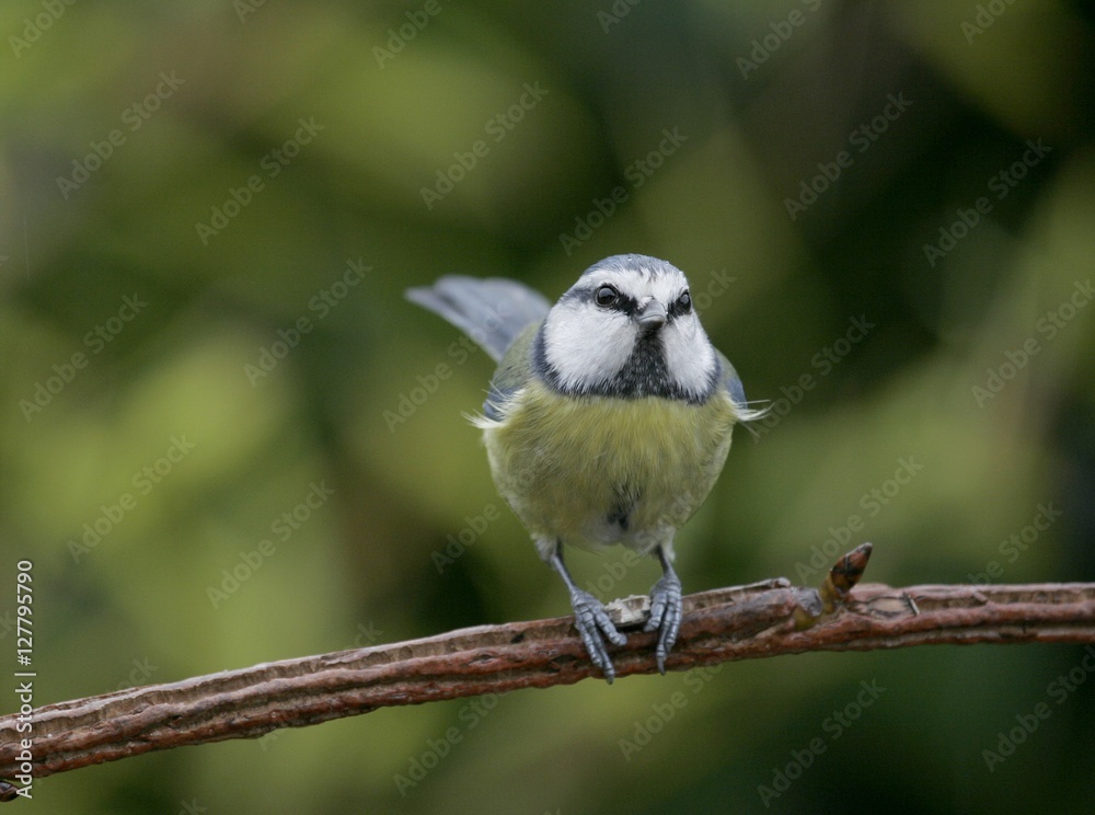 Fototapeta premium mésange bleue, Cyanistes caeruleus