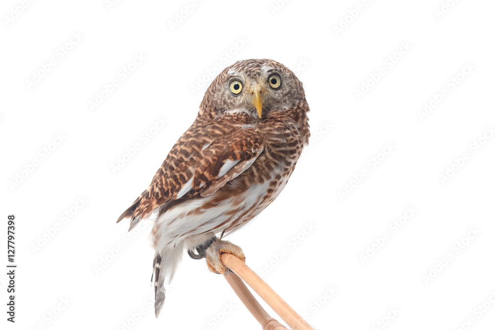 cute owl isolate on white background cute owl isolate on white background