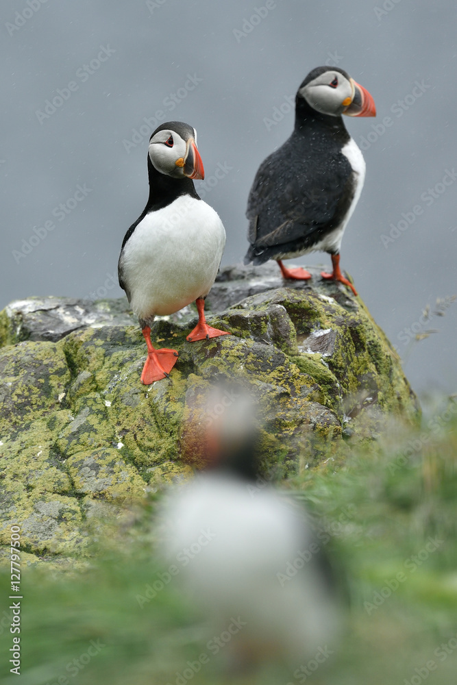 Obraz premium Puffin on the stone. Puffin on Iceland.