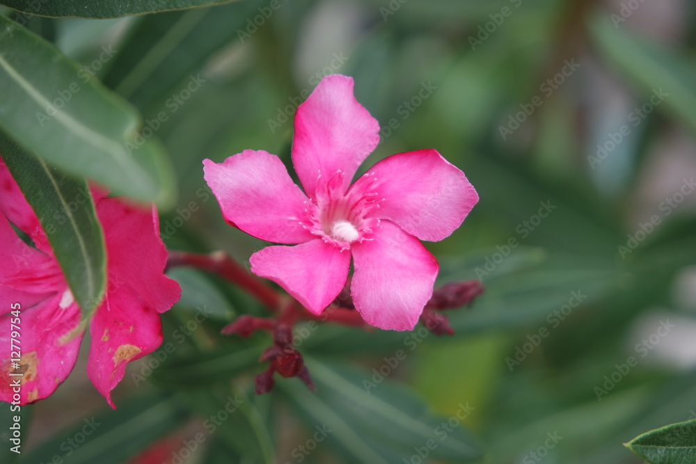 A beautiful isolated flower A beautiful isolated flower