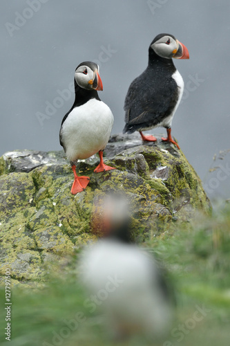 Puffin on the stone. Puffin on Iceland.