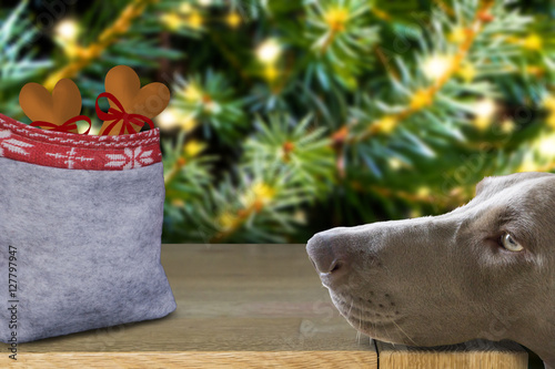 Принти на полотні Christmas for the dog