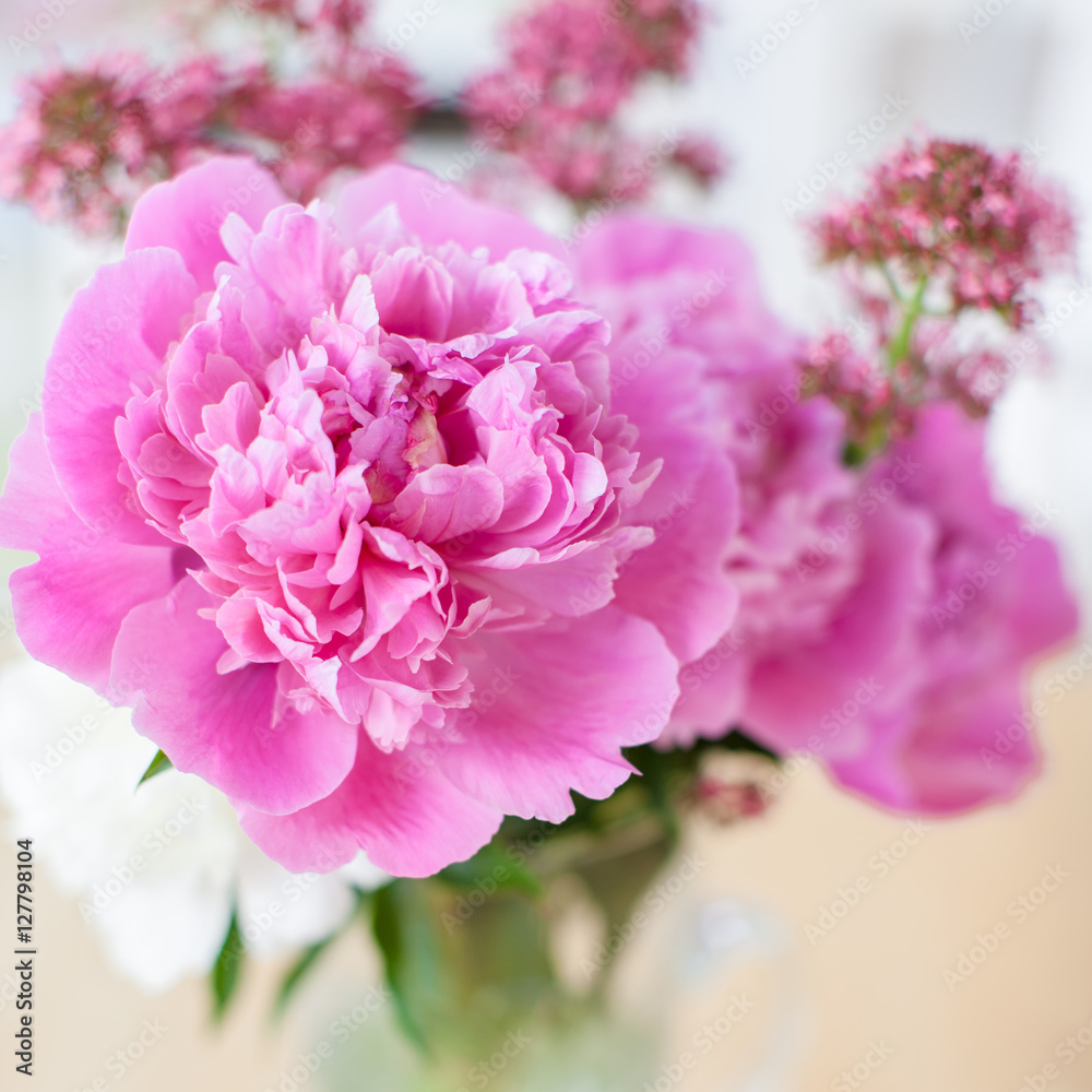 Rosa Pfingstrosen in Vase Rosa Pfingstrosen in Vase