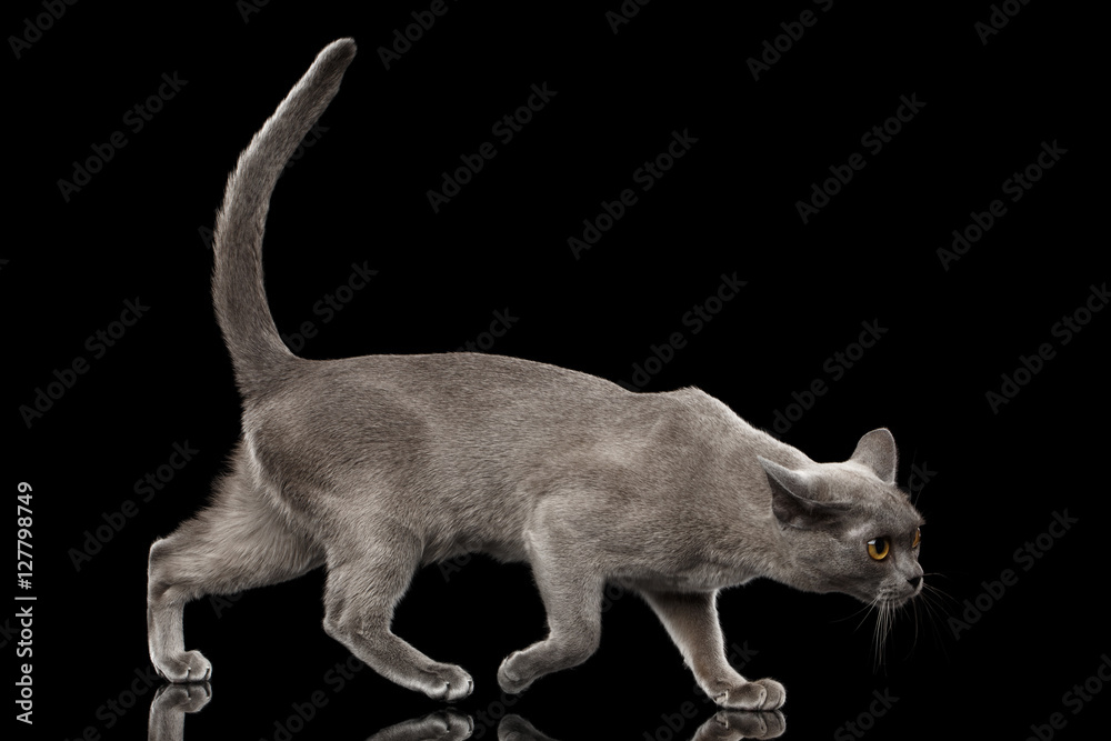 Blue Burmese Kitten, walking crouching at side view on Isolated black background with reflection