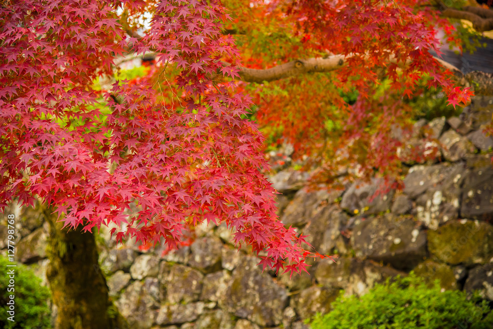 Momiji tree in autumn, Japan