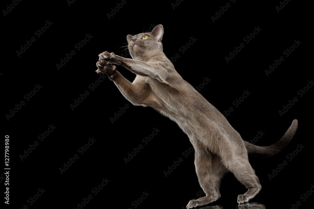 Blue Burmese Kitten, stretched up, on Isolated black background with reflection, jumping