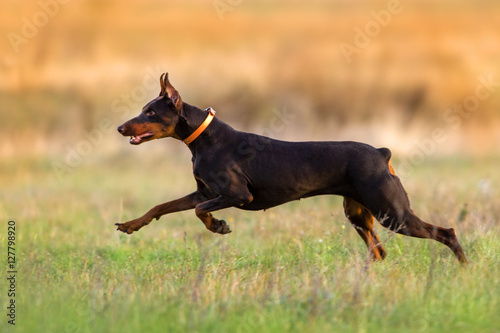 Doberman run fast in autumn field