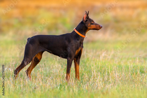 Doberman dog stay in autumn field