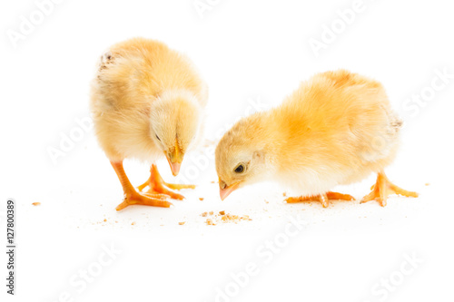 Canvas Print The cute chicks