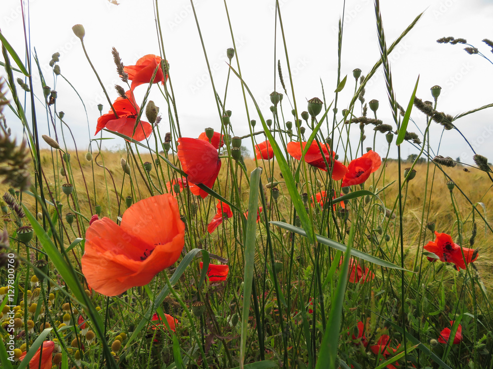 Obraz premium Mohnblumen am Getreidefeld
