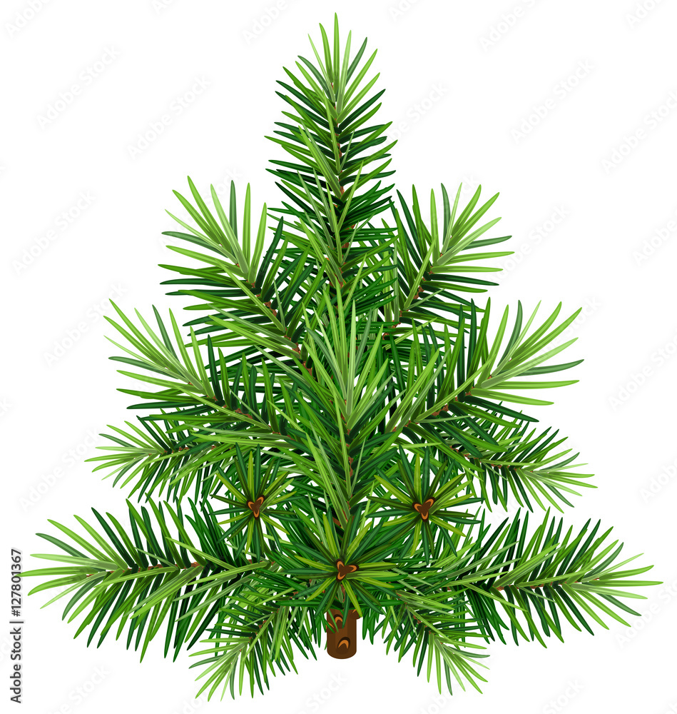 Green Christmas pine tree