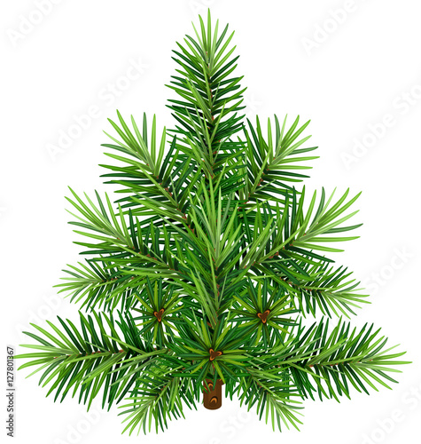 Green Christmas pine tree © orensila