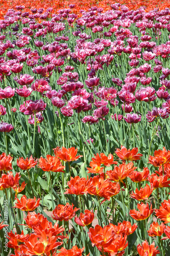 Carpet of tulips © skostin1951