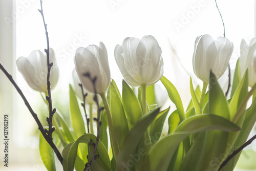 Fototapeta Naklejka Na Ścianę i Meble -  Weisse Tulpen (Tulipa)