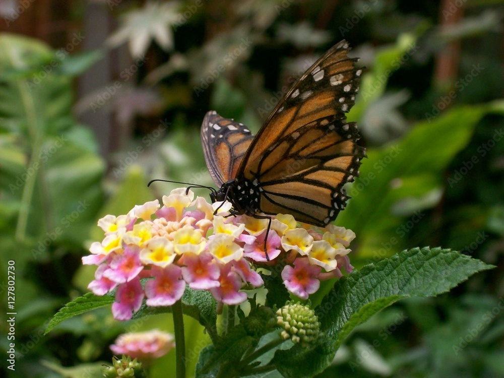 Butterfly and a flower