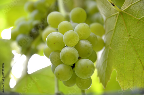 Uva frola bianca - uva fragola binca