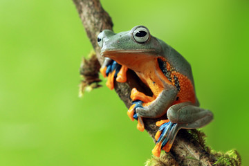 Wandcirkels Kikker Vrolijk lachende boomkikker close-up  © kuritafsheen