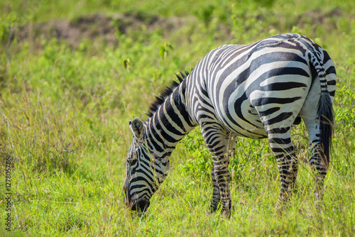 Zebra grazing in savanna