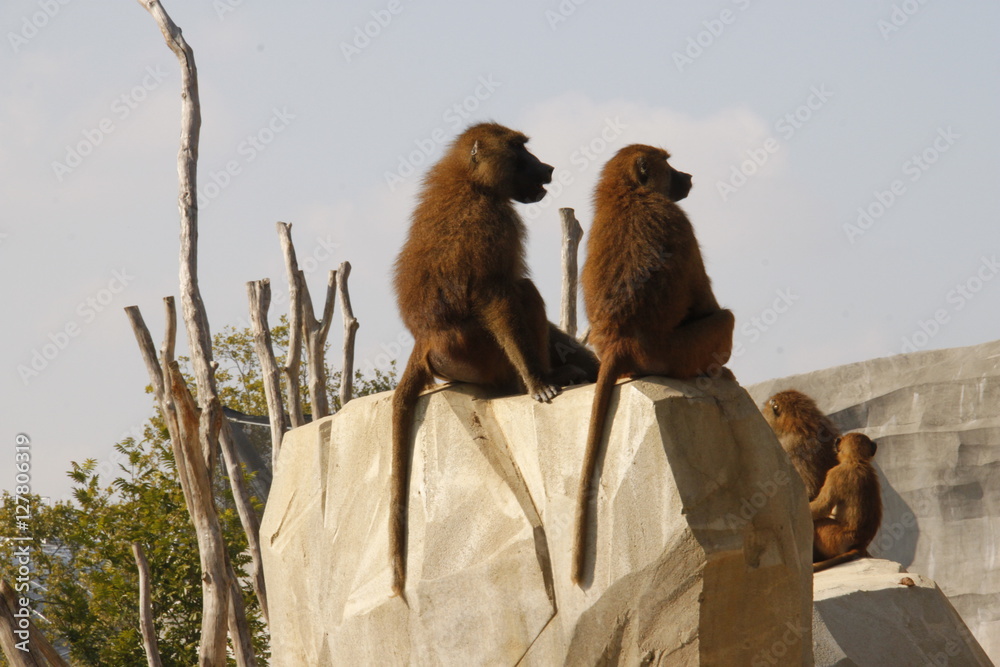 Fototapeta premium Couple de singes du zoo de Vincennes