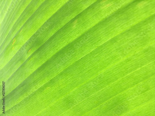 Banana leaf as abstract
