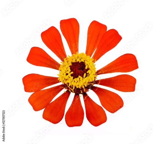 colorful zinnia flowers isolated on white background