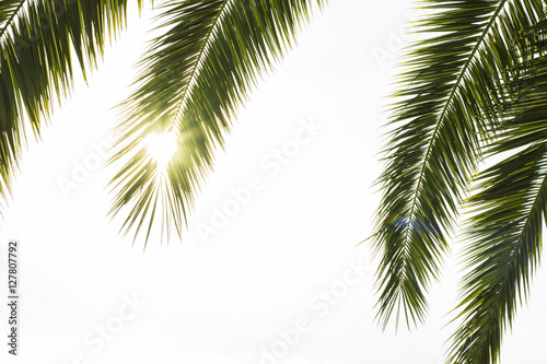 Palm leaves with sun glow background © micmojo