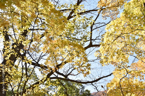 colored leaves