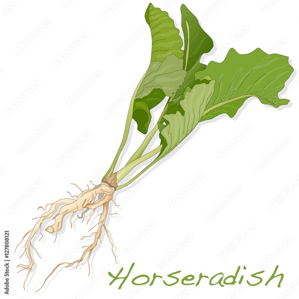 Isolated horseradish root vector Stock Vector Adobe Stock