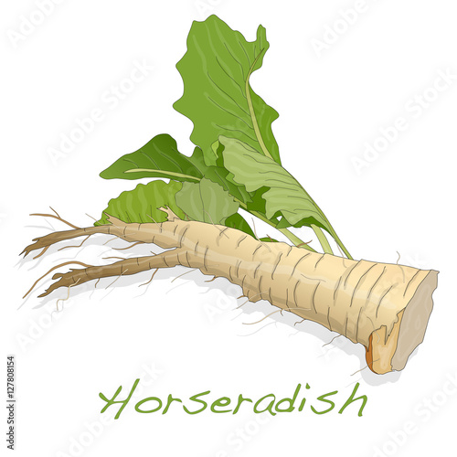 Fotografia Isolated horseradish root vector