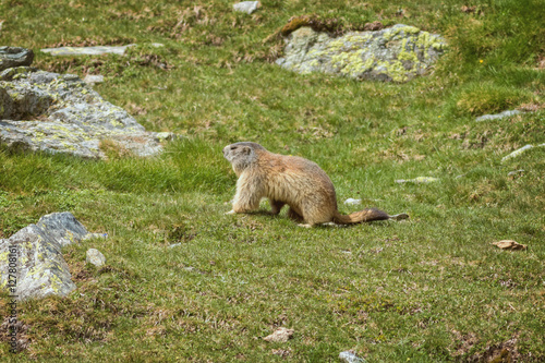 Nice marmot on the spanish mountain Pyrenees