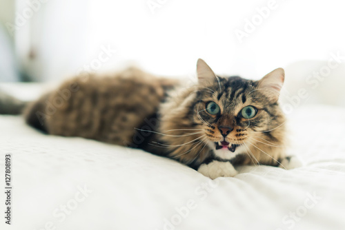 angry cat lying on bed