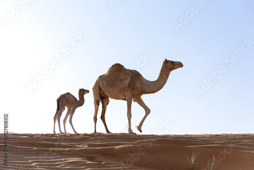 Fotografia Camel with Calf in sand Dunes